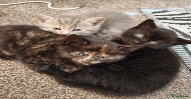 British Shorthair cats - Advert 11