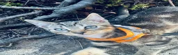 Mixed Breed cats for sale: 15 week old kitten  - Advert 3