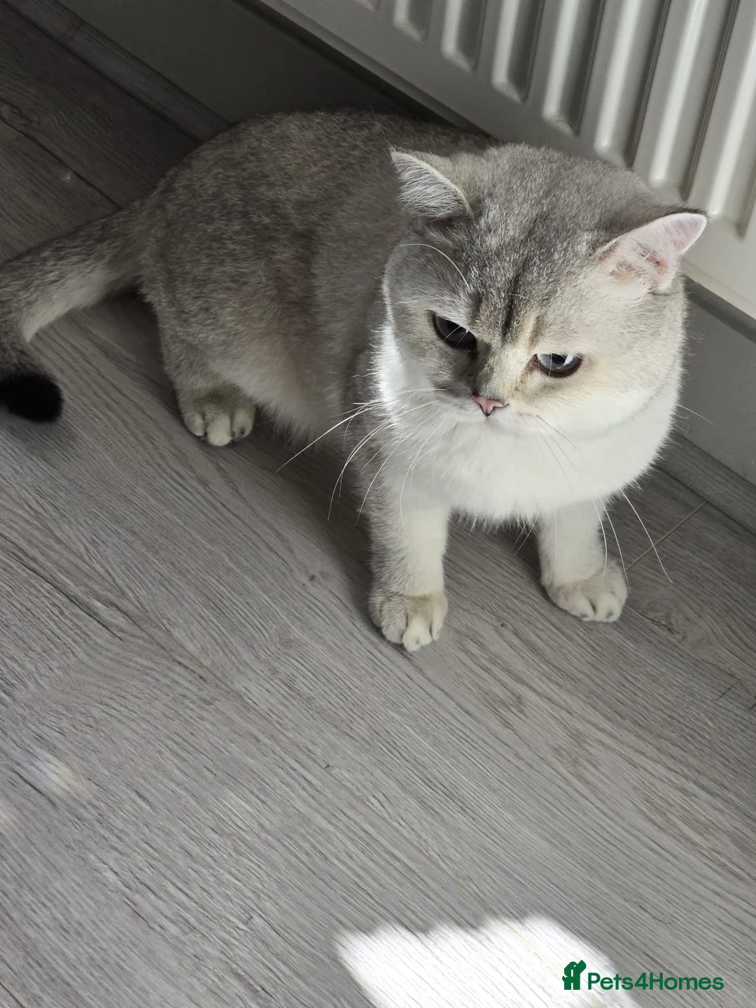 British Shorthair cats for sale: Two male cats  - Advert 1