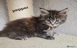 Maine Coon cats for sale: Maine Coon Kittens Tortie/Torbie Russian lines - Image 6