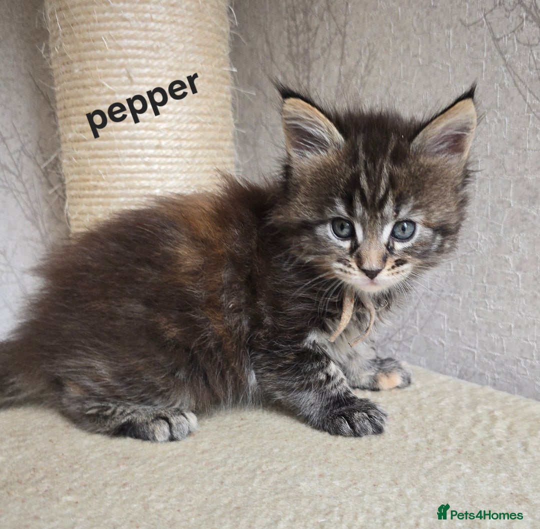 Maine Coon cats for sale: Maine Coon Kittens Tortie/Torbie Russian lines - Image 6