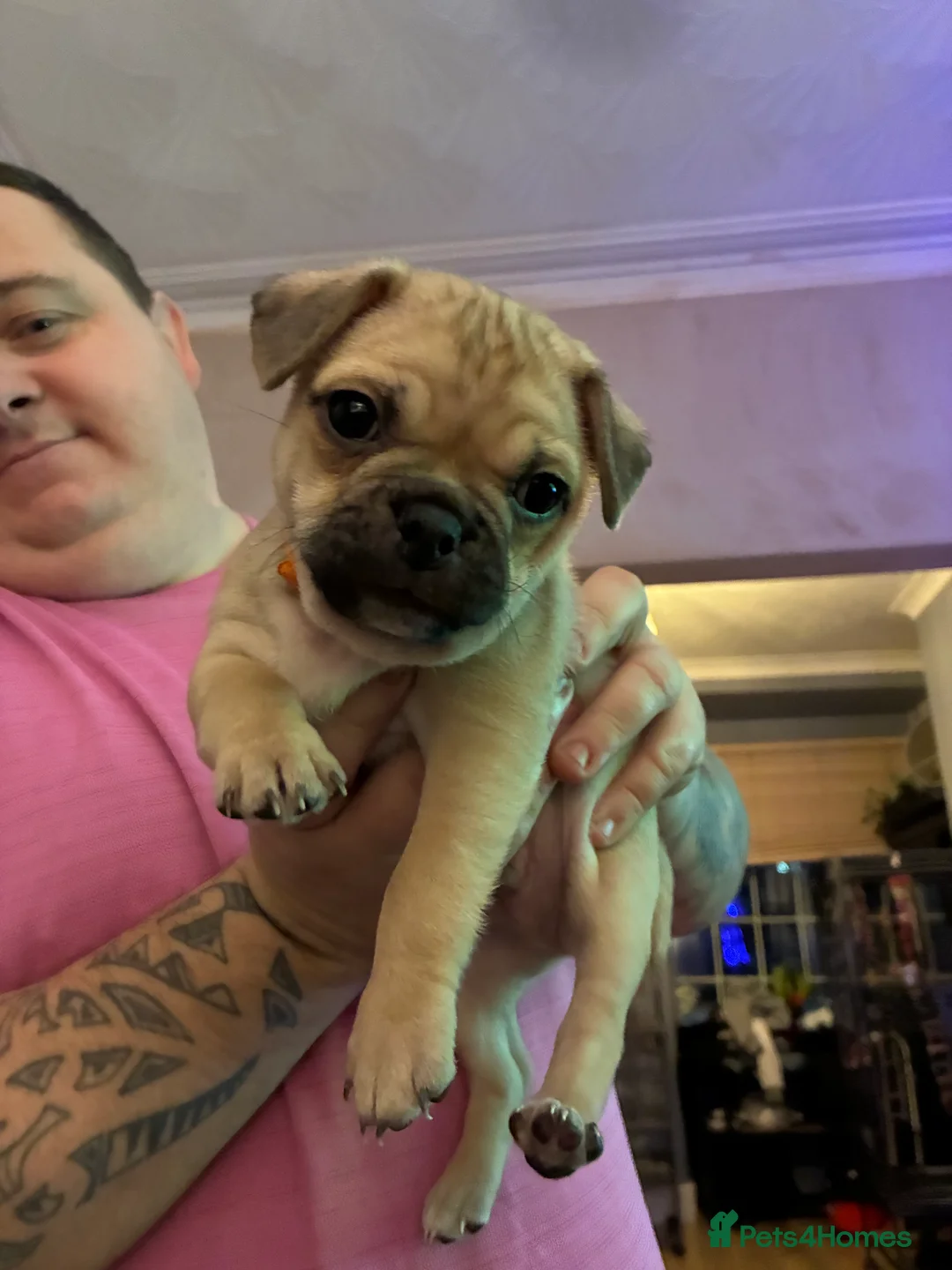 Jug dogs for sale: Jug pups  - Advert 3