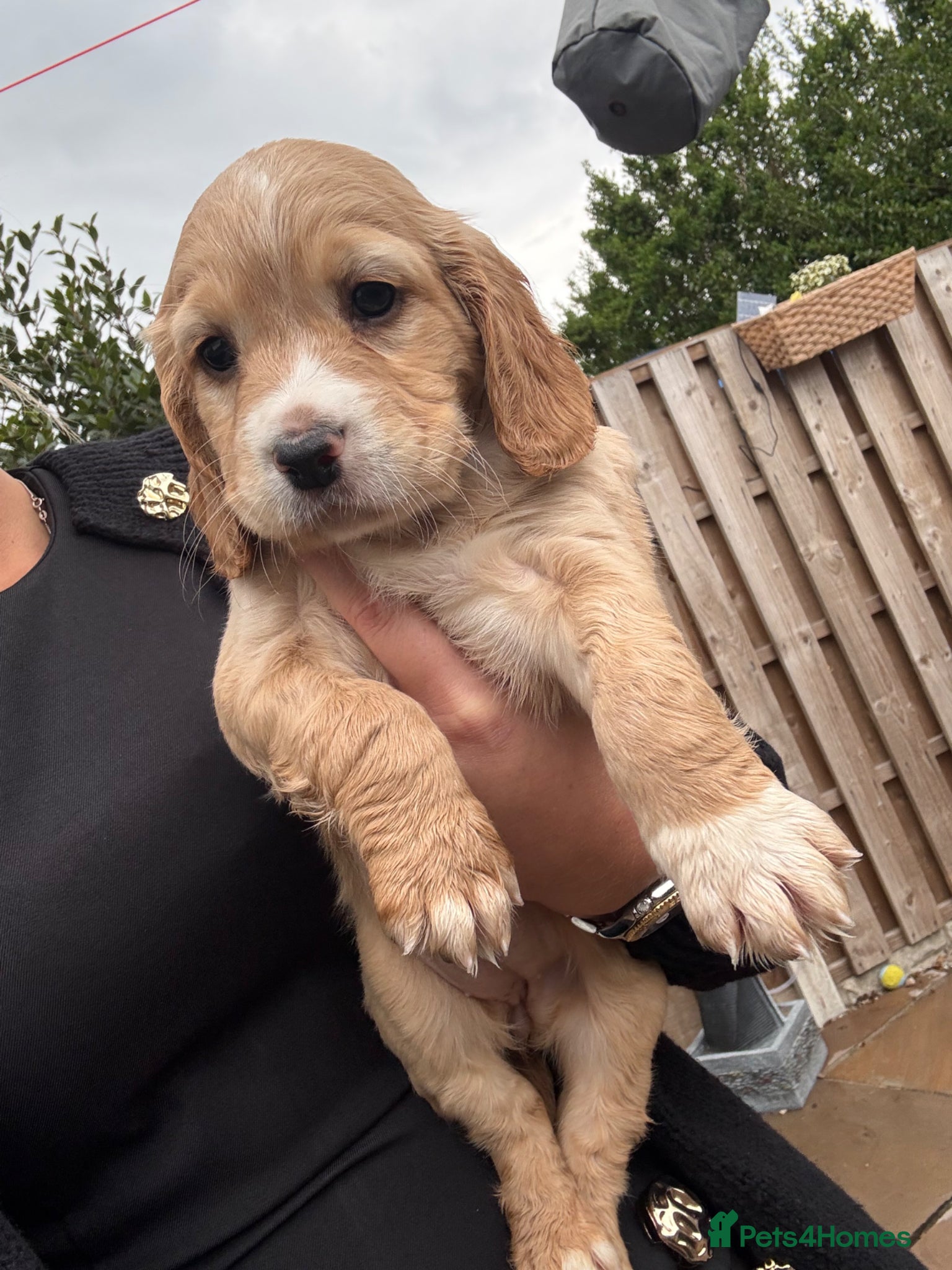 Cocker Spaniel dogs 3 remaining, Working cockers ready 7th may!  - Advert 13