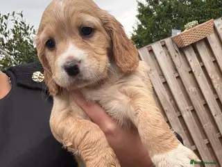 Cocker Spaniel dogs 3 remaining, Working cockers ready 7th may! - Advert 13