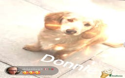 Miniature Dachshund dogs for sale: Kc registered cream proven stud dog  - Image 6