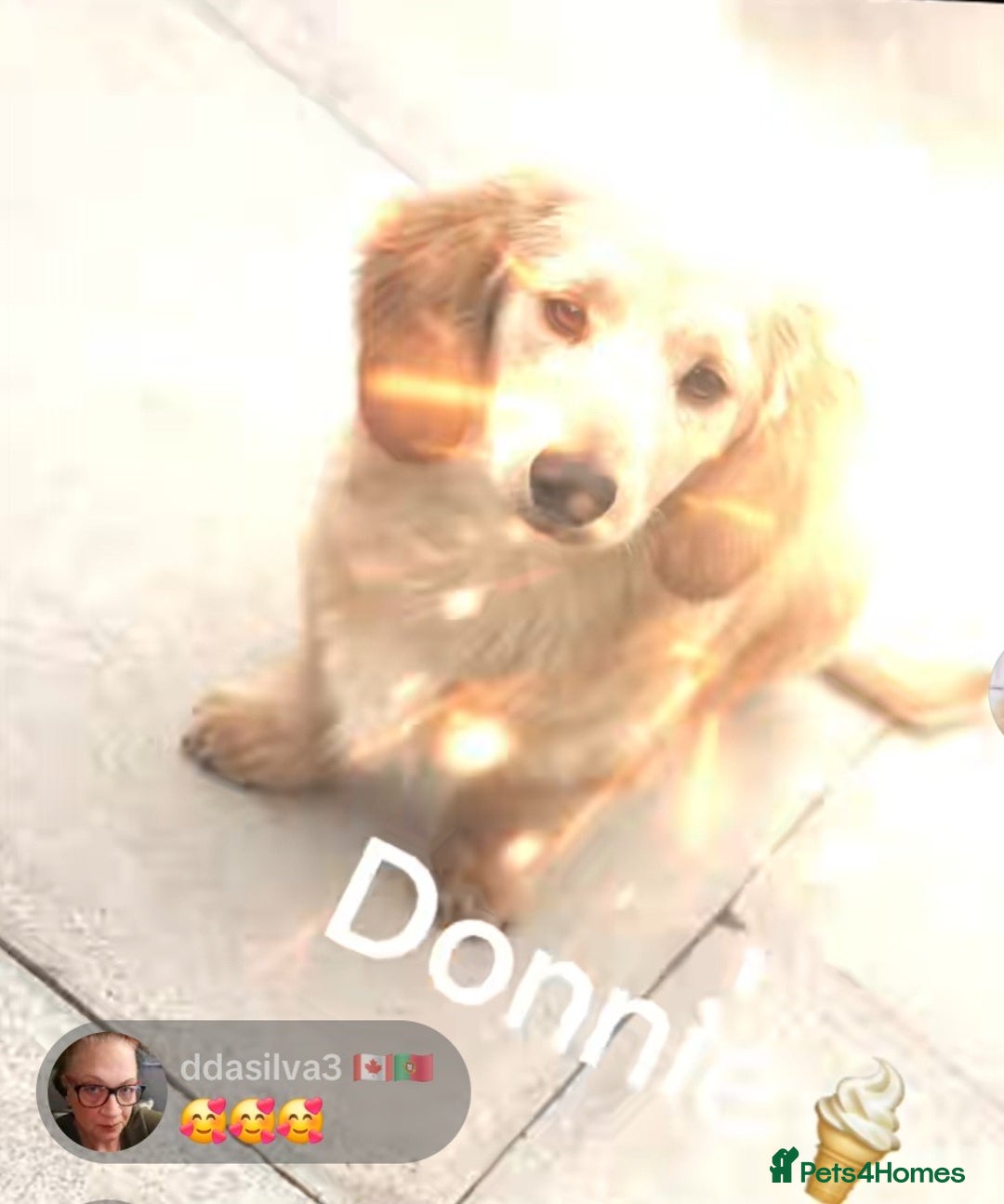 Miniature Dachshund dogs for sale: Kc registered cream proven stud dog  - Image 6
