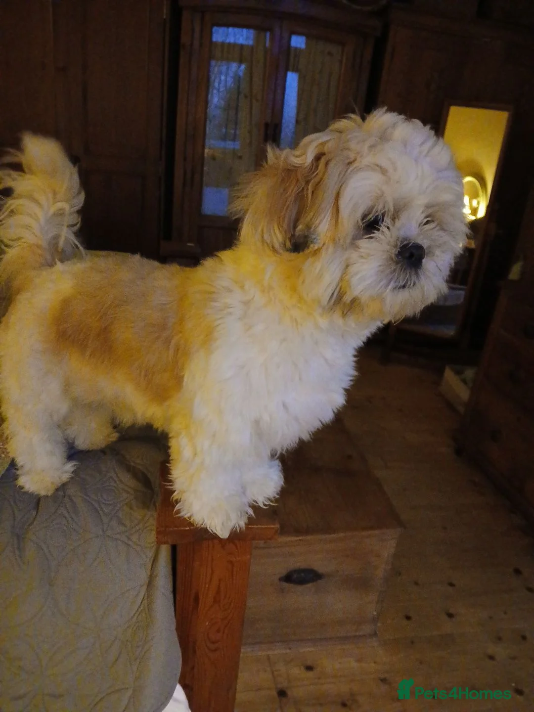 Shih Tzu dogs for sale: Puppie Girls & Boys , forever ready to play&cuddle in Blackburn - Advert 1