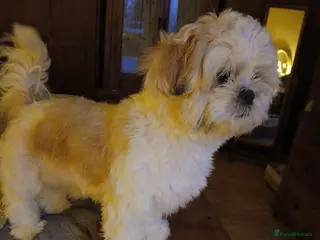 Shih Tzu dogs Puppie Girls & Boys , forever ready to play&cuddle - Advert 5