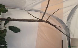 Stick Insects invertebrates for sale: Tirachoidea giant stick insect nymphs and eggs. - Image 8