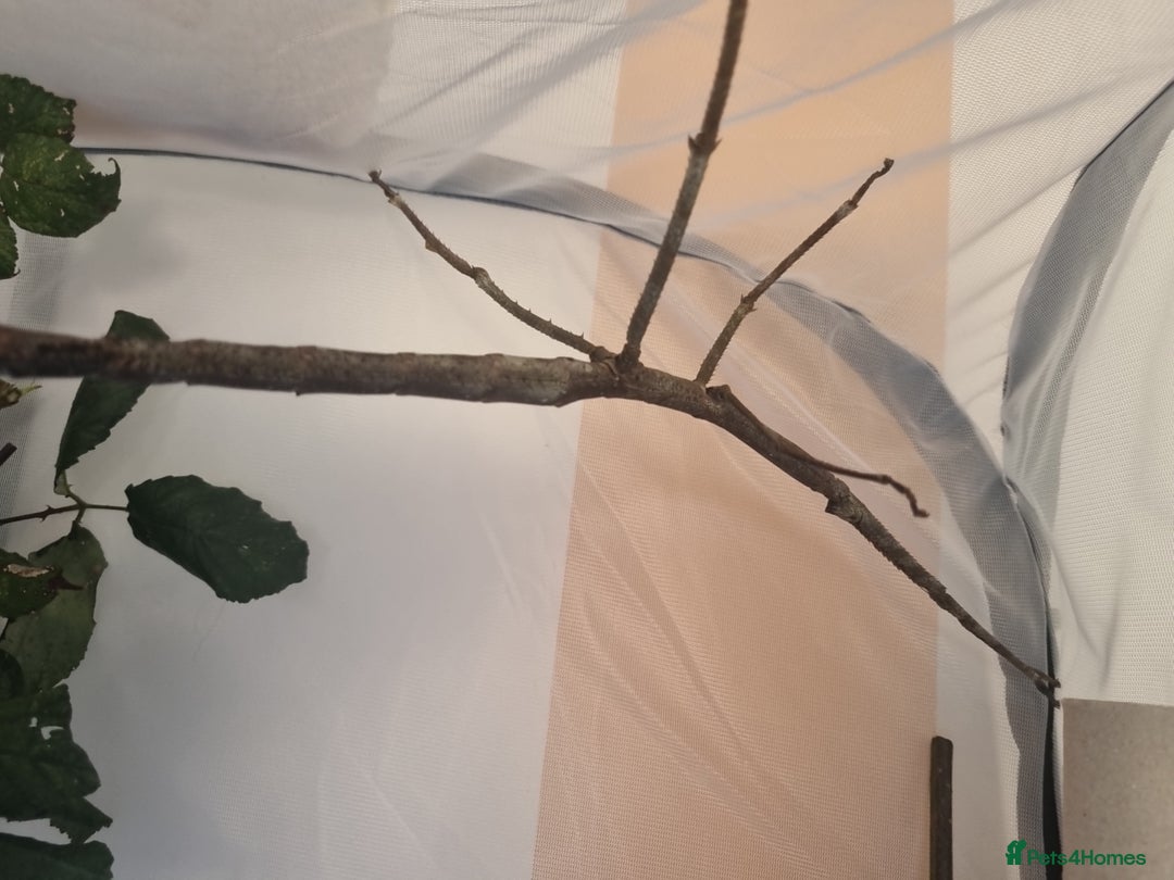 Stick Insects invertebrates for sale: Tirachoidea giant stick insect nymphs and eggs. - Image 8