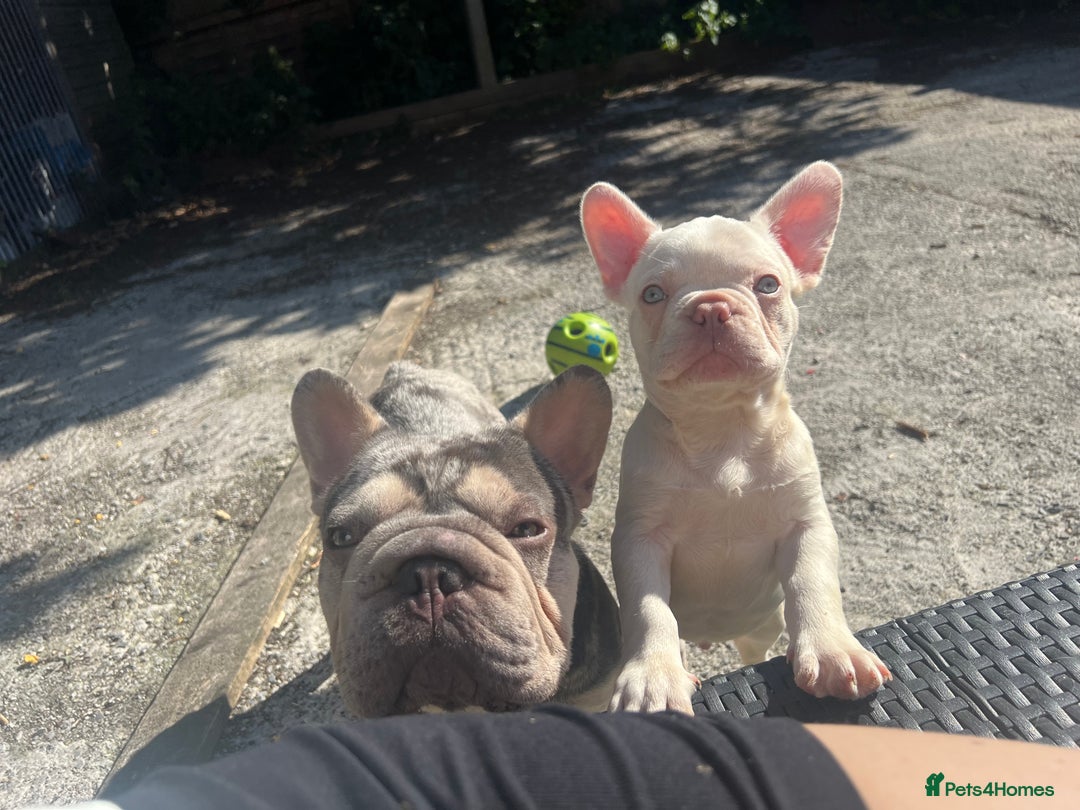 French Bulldog dogs for sale: 2 French bulldog pups.  1 boy & 1 girl.  - Image 12
