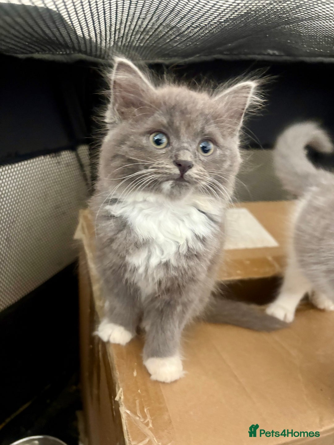 Exotic cats for sale: Exotic X Silver Tabby Fur Babies - Image 24