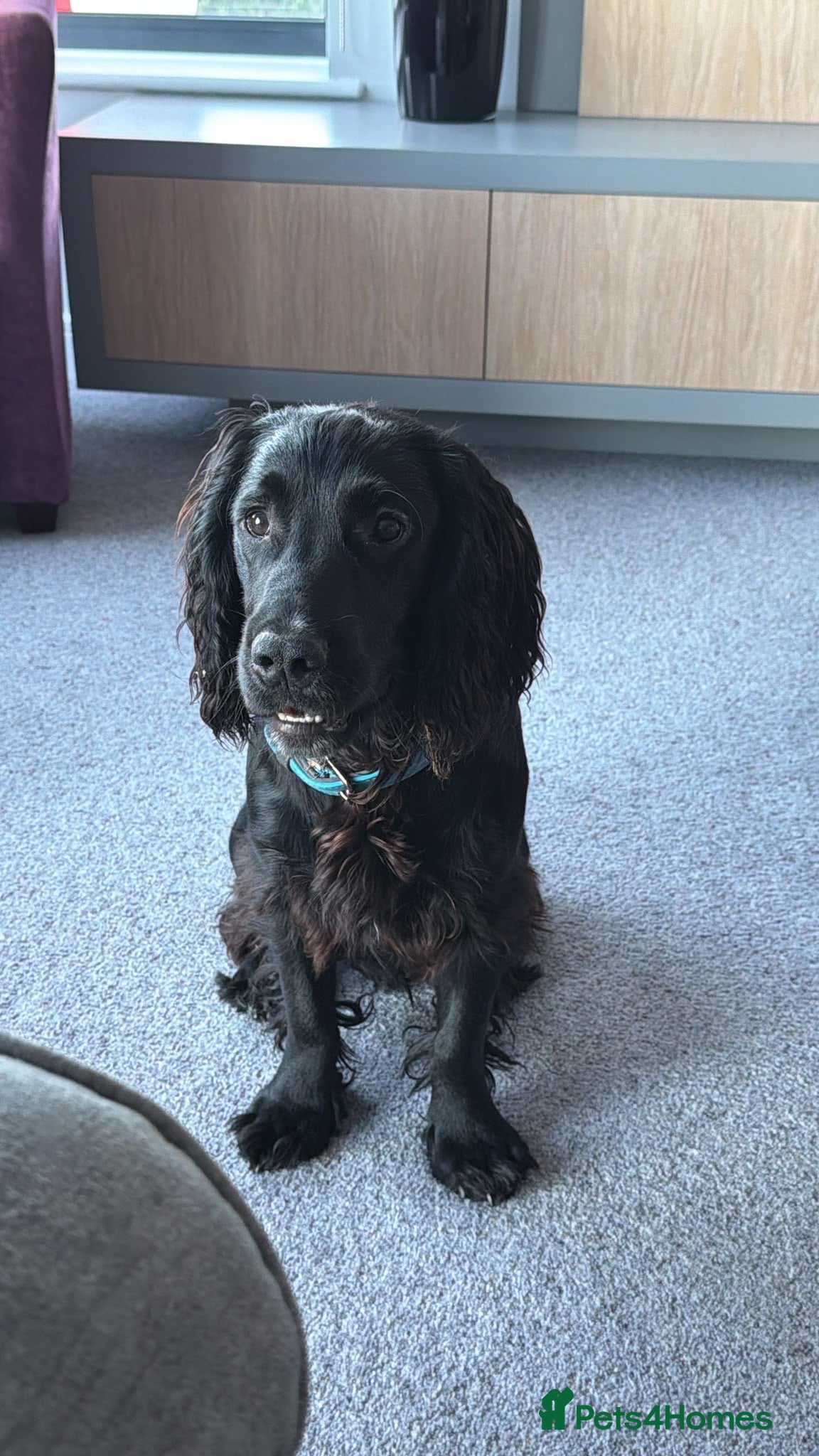 Cocker Spaniel dogs Male working cocker spaniel available for rehome - Advert 1