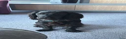 Cocker Spaniel dogs for sale: Male working cocker spaniel available for rehome - Advert 1