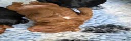Cockapoo dogs for sale: 🐾🐾Beautiful F2 cockapoo puppies🐾🐾 - Advert 7