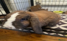 Mini Lop rabbits for sale: Blue eyed boy Buddy - Image 5
