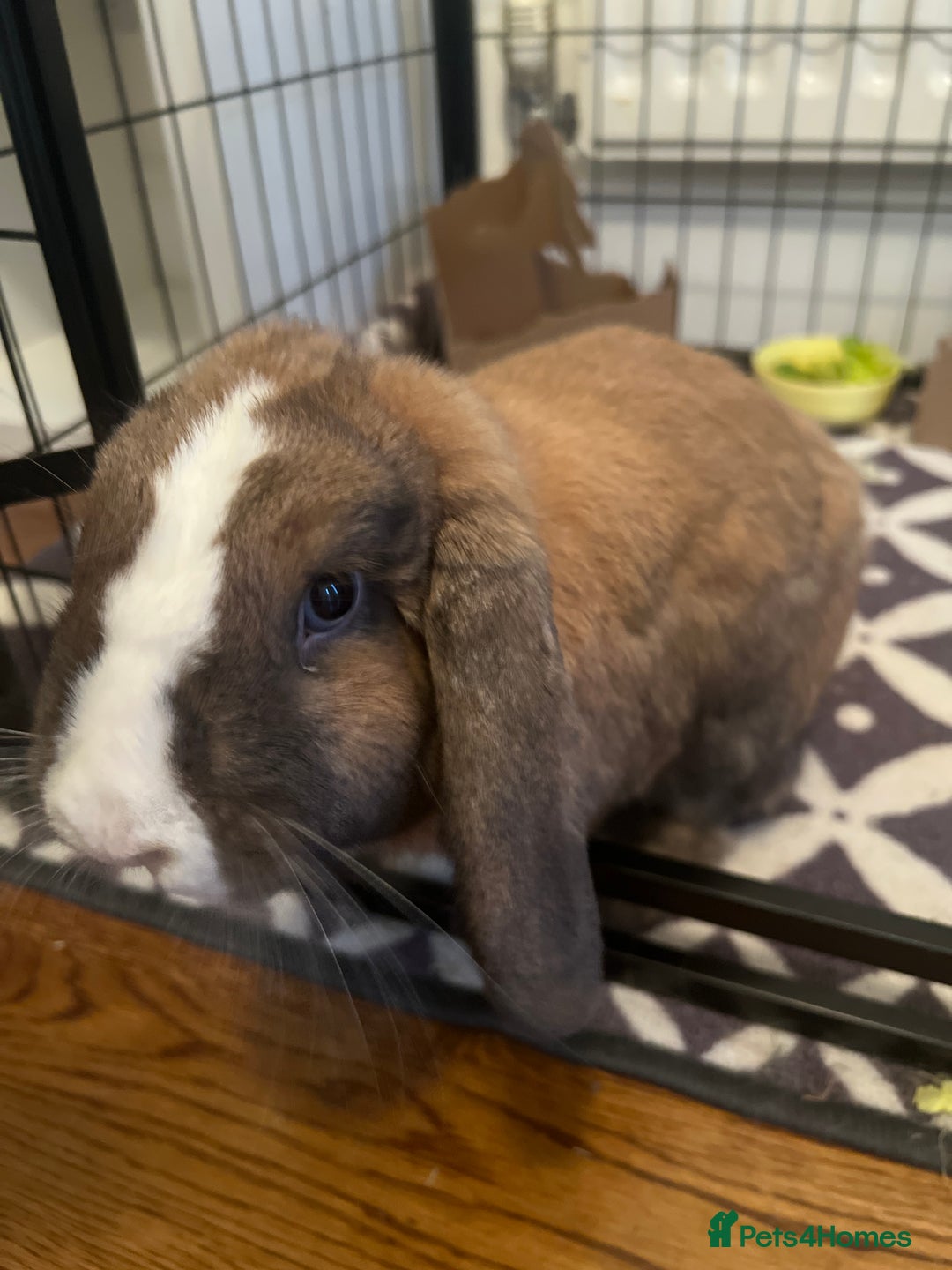 Mini Lop rabbits for sale: Blue eyed boy Buddy - Image 5