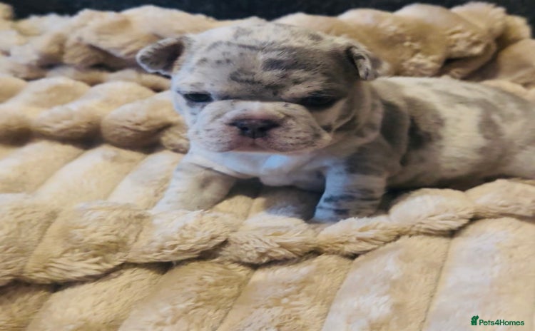 French Bulldog dogs Beautiful blue and lilac merle French bulldogs - Advert 2