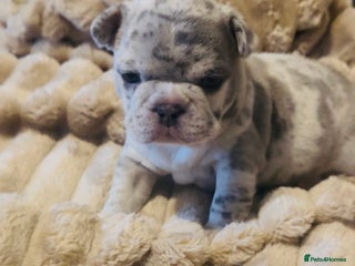 French Bulldog dogs Beautiful blue and lilac merle French bulldogs - Advert 5