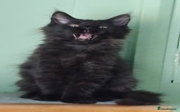 Maine Coon cats for sale: Pure Maine Coon Kittens Looking For A New Home  - Image 11
