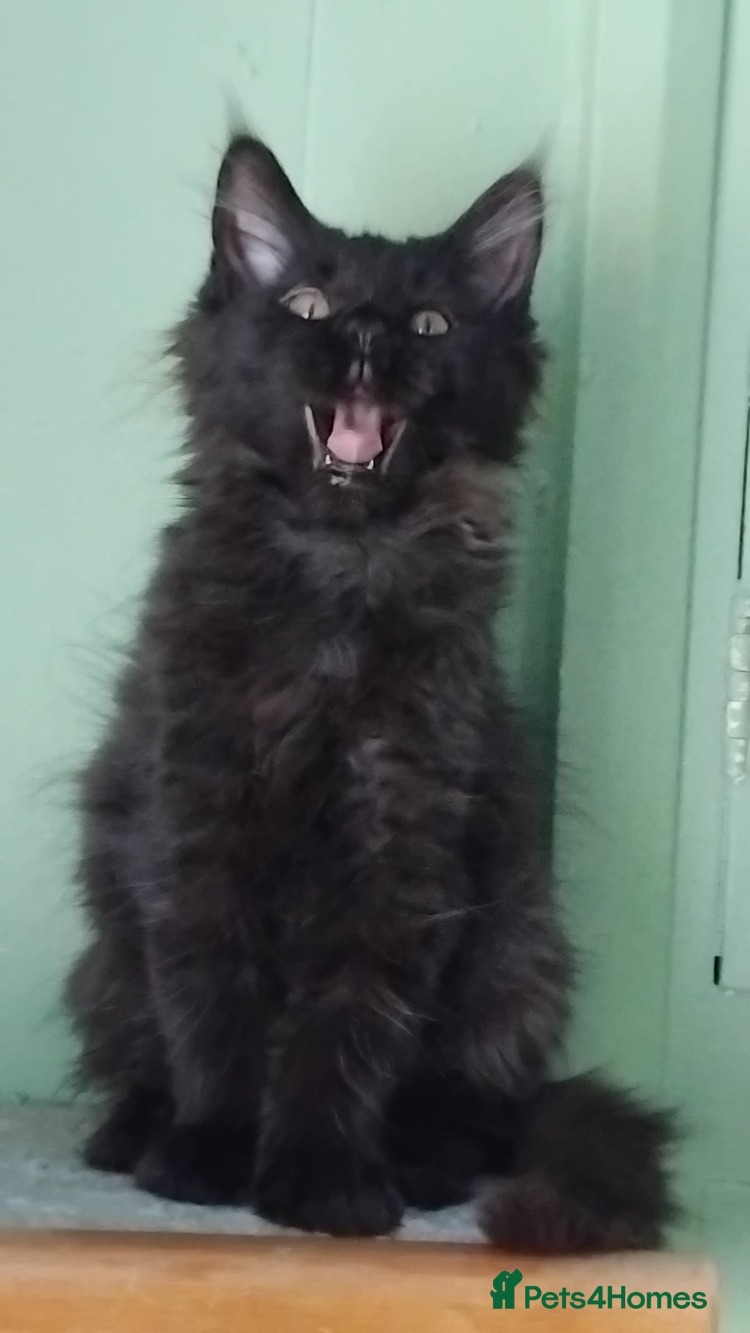 Maine Coon cats for sale: Pure Maine Coon Kittens Looking For A New Home  - Image 11