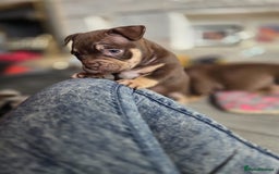 American Bully dogs for sale: 3 Stunning Pocket American bully  - Image 2