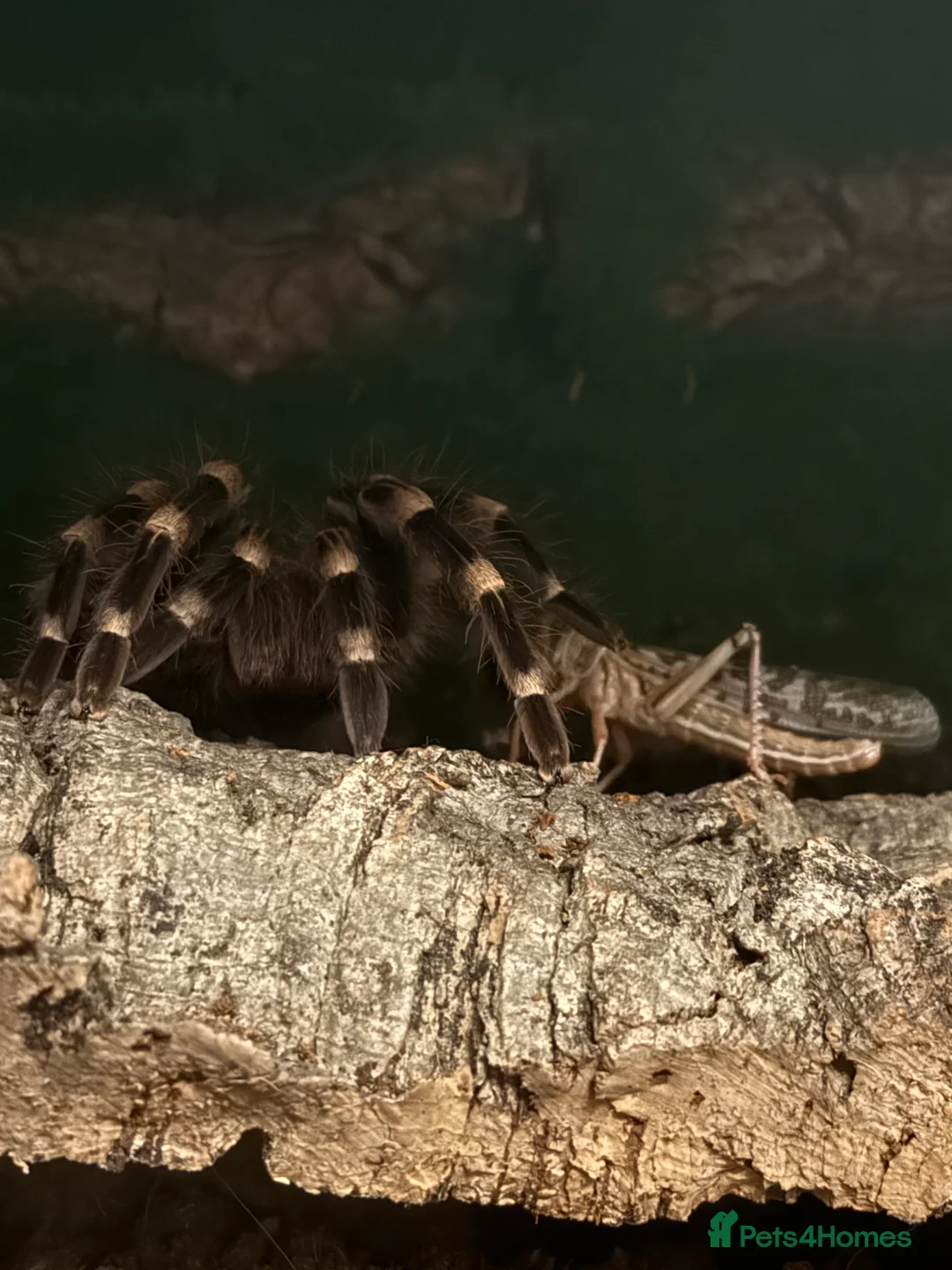 Tarantulas invertebrates for sale: Tarantulas wanted - Advert 2