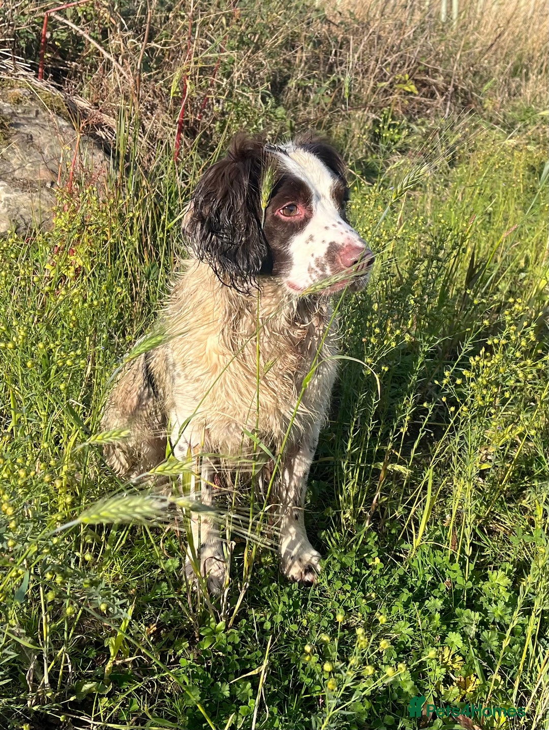English Springer Spaniel dogs for stud: Springer spaniel for stud  - Image 2