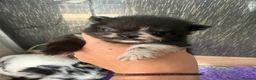 Pomchi dogs for sale: Pomchi boys and girls - Advert 4