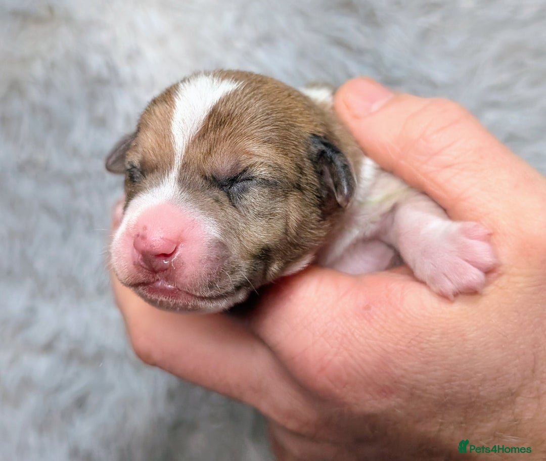 Jack Russell dogs for sale: ❤️3/4 Jack Russell babies ❤️ - Advert 9