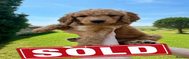 SOLD - Bernedoodle 6