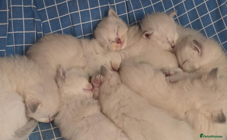 Siberian cats - Advert 5