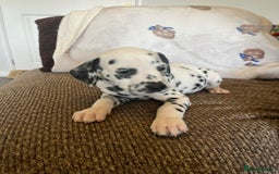 Dalmatian dogs for sale: Gorgeous Dalmatian Puppies - Image 13