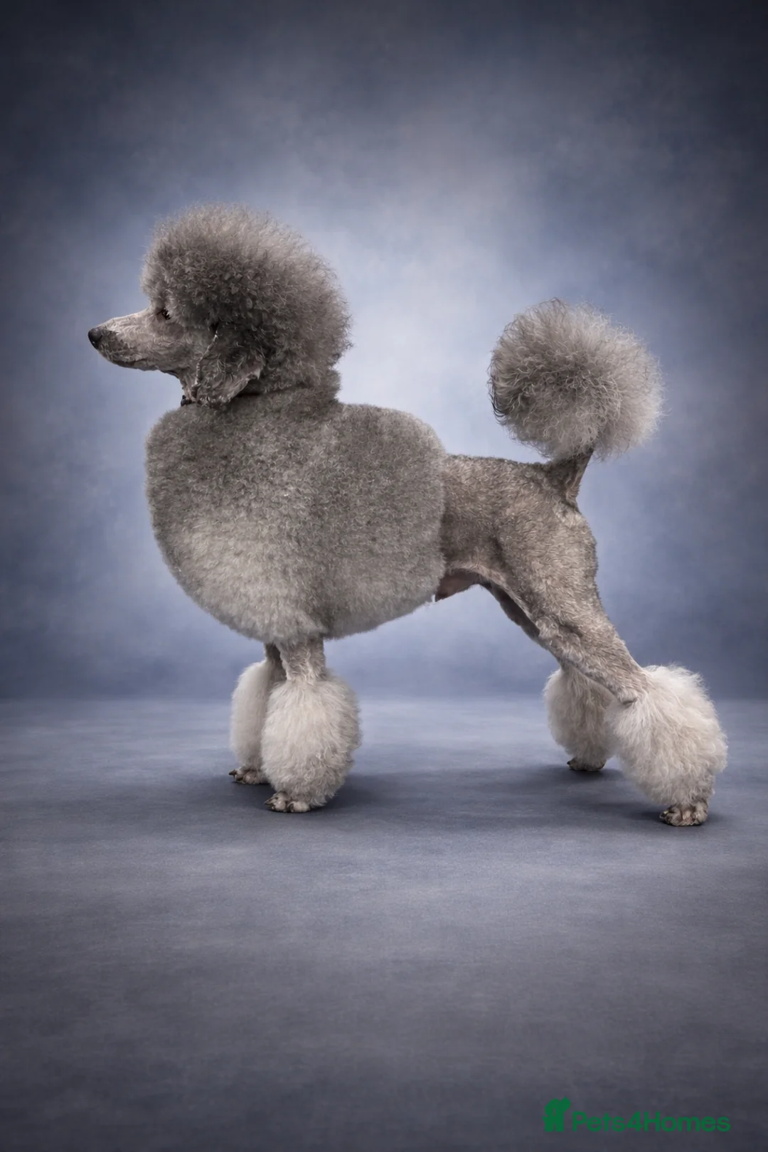 Miniature Poodle dogs for stud: 🧬KC miniature silver poodle STUD ONLY 🧬 - Advert 1