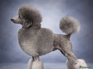 Miniature Poodle dogs KC miniature silver poodle STUD ONLY - Advert 17