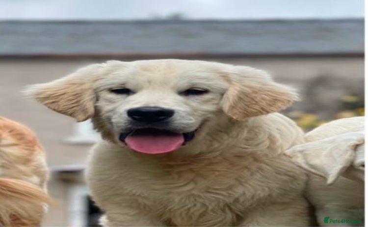 Golden Retriever dogs - Advert 1