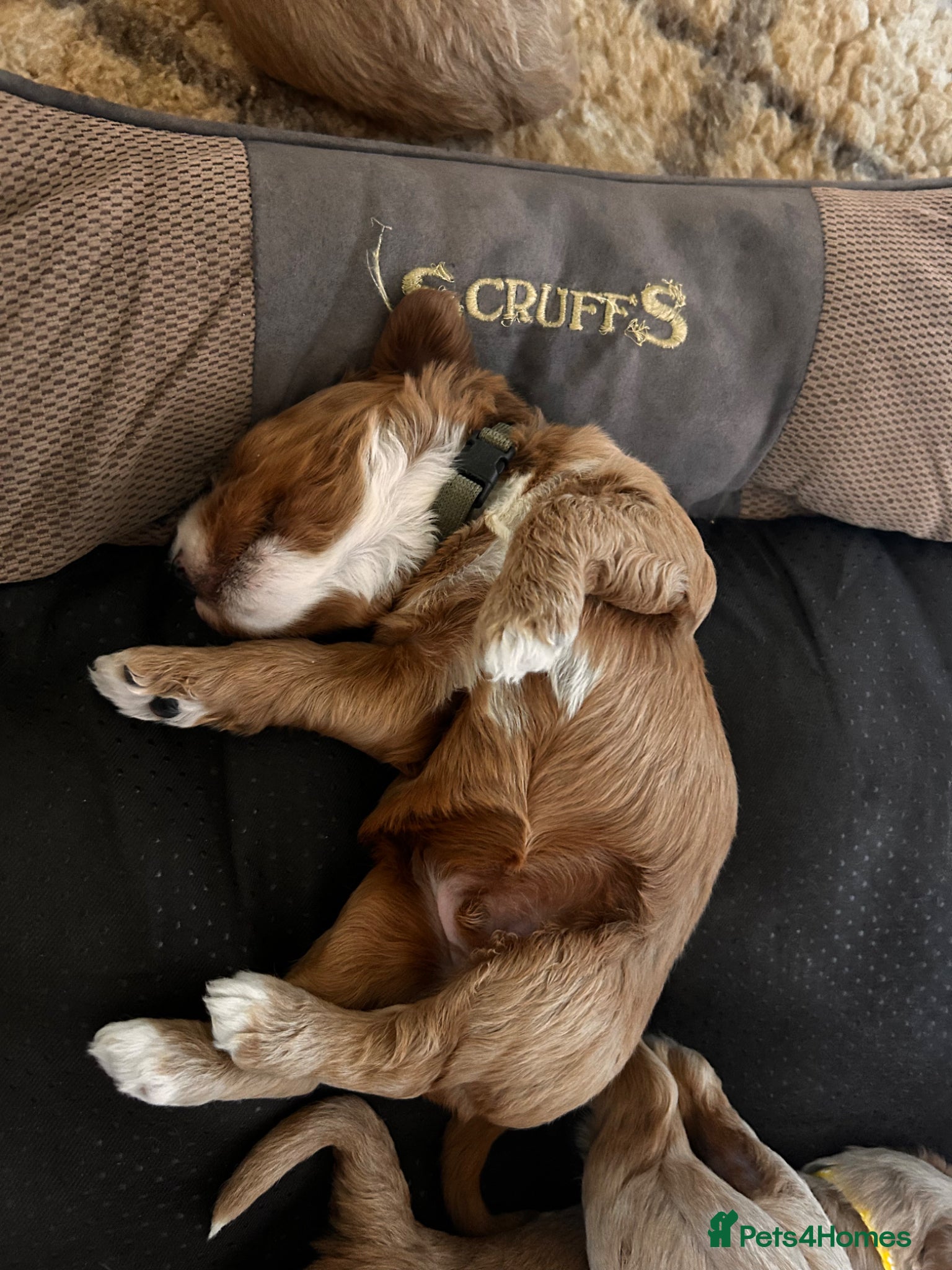 Australian Labradoodle dogs for sale: Australian labradoodle puppies  - Advert 10