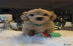 Maltipoo dogs for sale: Stunning litter of Maltipoo babies - just one left in Wokingham - Image 2