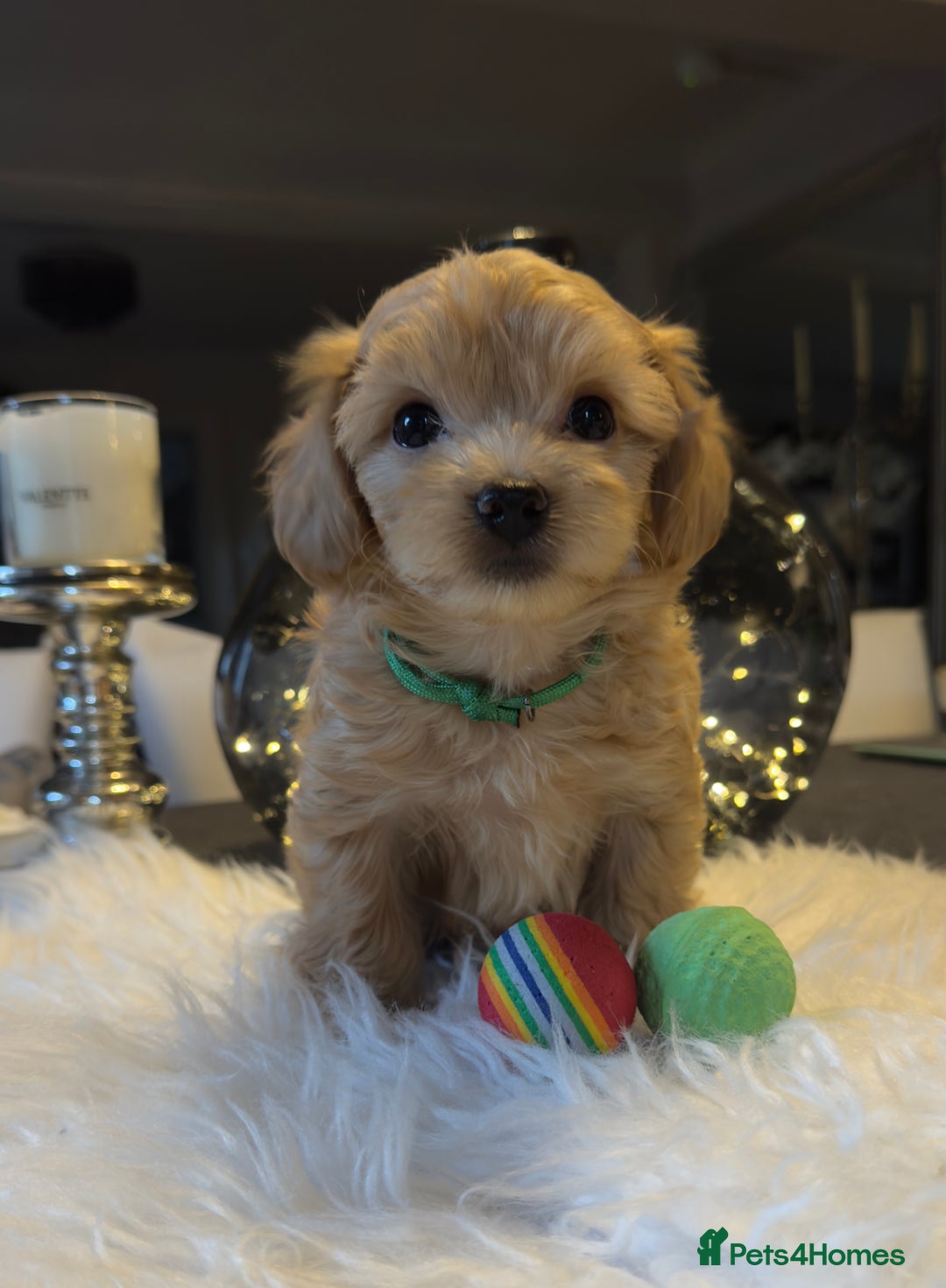Maltipoo dogs for sale: Stunning litter of Maltipoo babies - just one left in Wokingham - Image 2