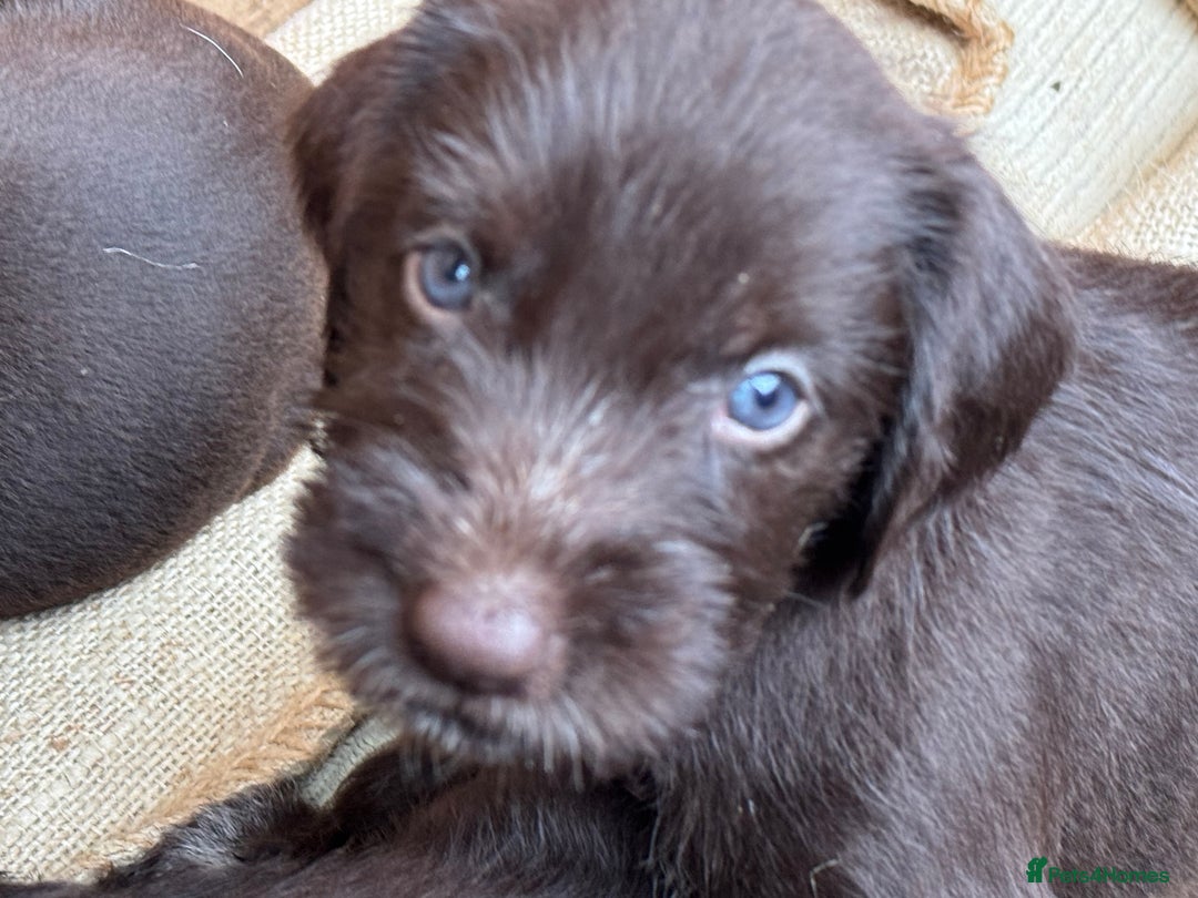 German Wirehaired Pointer dogs for sale: German Wire-haired Pointers of sale - Image 7