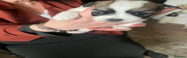 Zuchon Puppy 3