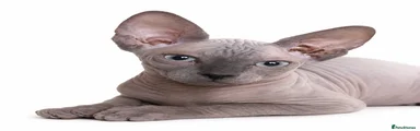 Sphynx Kitten 3