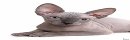 Sphynx cats for sale: Exceptional Sphynx Kittens - Advert 7