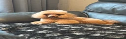 Toy Poodle dogs for sale: KC Registered Health Tested Parents  - Advert 4