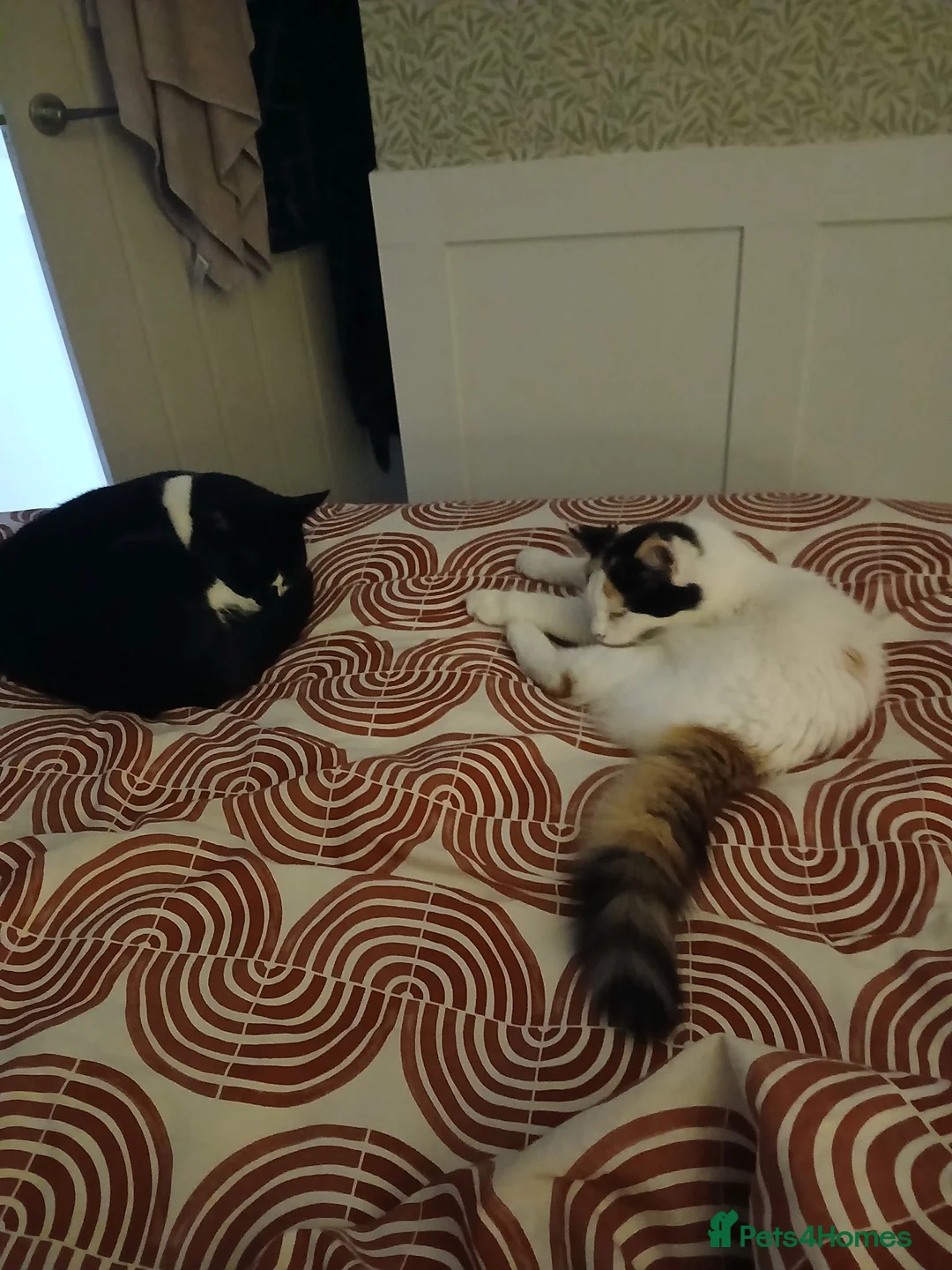 Mixed Breed cats for sale: Female kitten seeking new home  - Advert 2