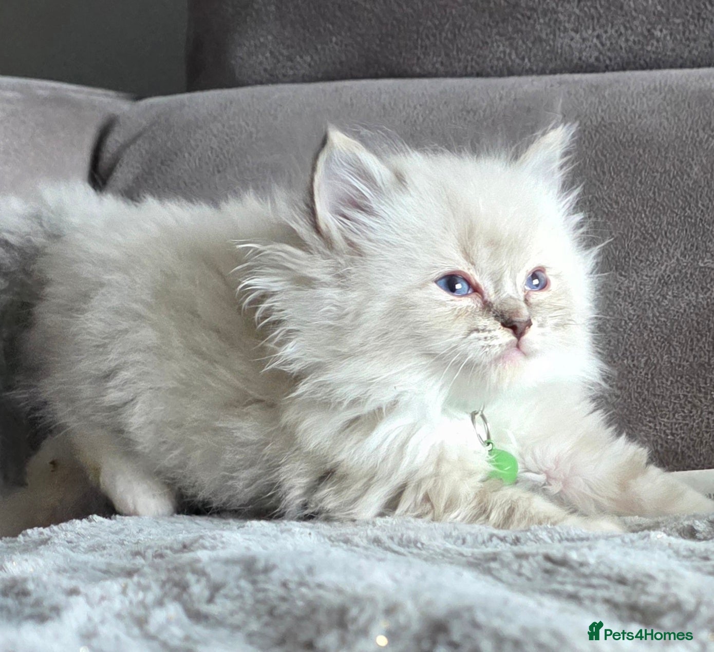 Ragdoll cats  1 Ragdoll kitten  - Advert 14