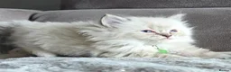 Ragdoll cats for sale:   Ragdoll kittens - Advert 4