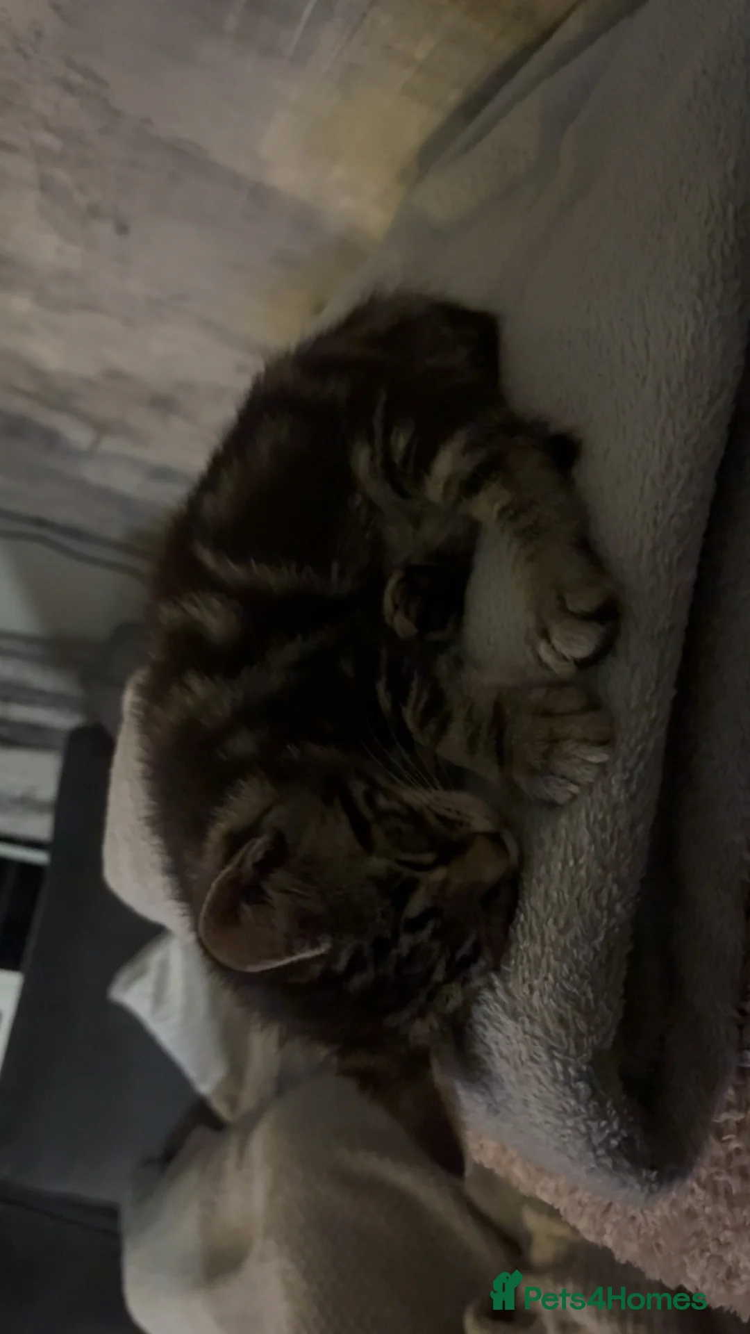 Mixed Breed cats for sale: 5 kittens  - Advert 5