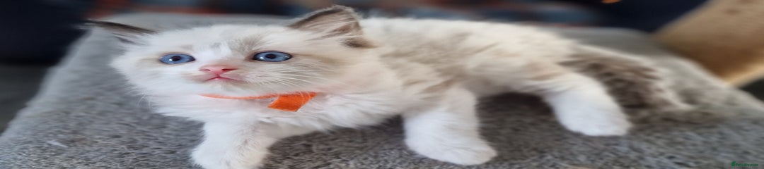 Ragdoll Kitten 3