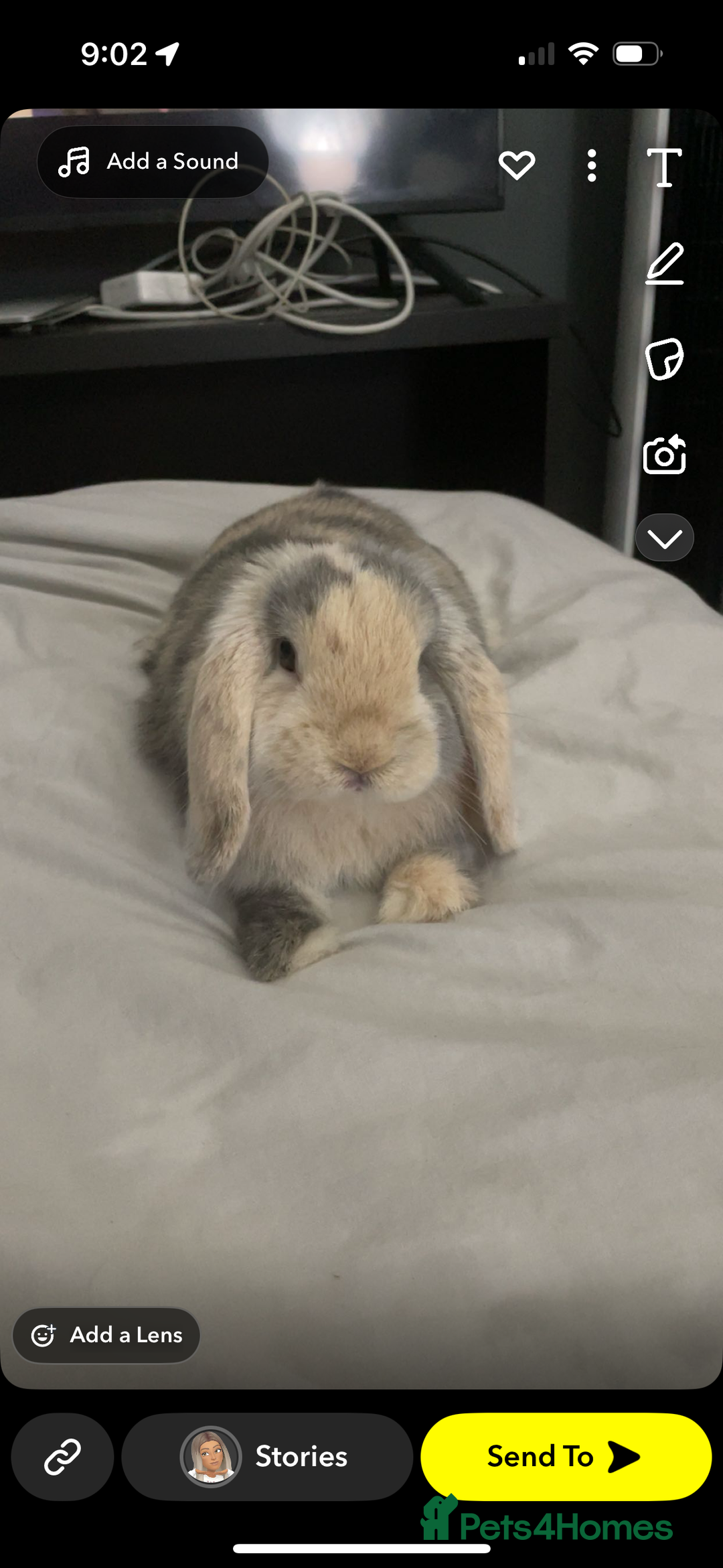 Dwarf Lop rabbits for sale: Male Harlequin Dwarf Rabbit  - Image 4